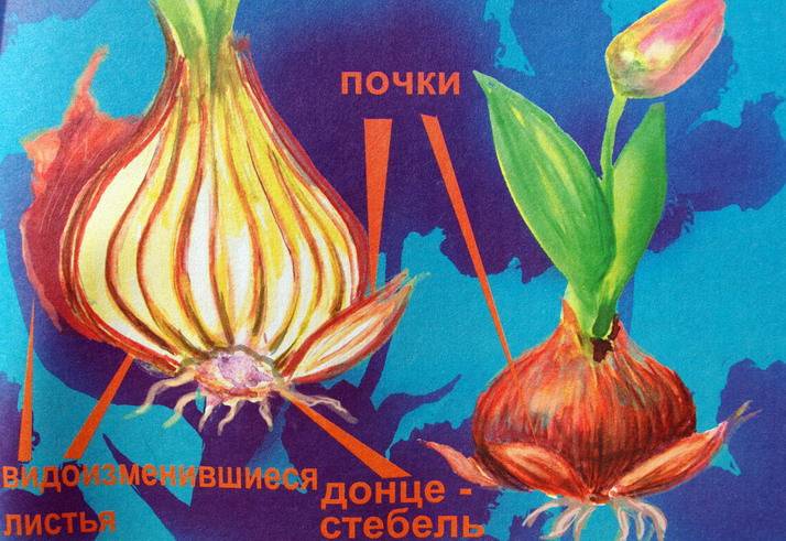Иллюстрация 10 из 25 для Настоящая ботаника для мальчиков и девочек - Антонина Лукьянова | Лабиринт - книги. Источник: Валерия