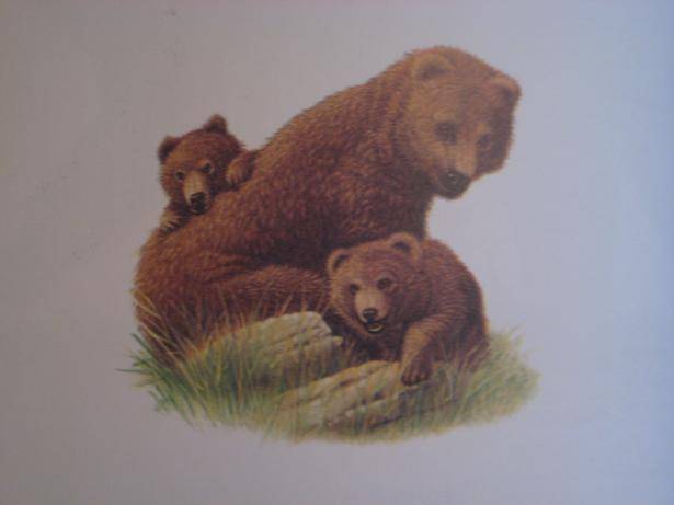 Иллюстрация 17 из 20 для Медведи - Дениз Райан | Лабиринт - книги. Источник: kitteyn