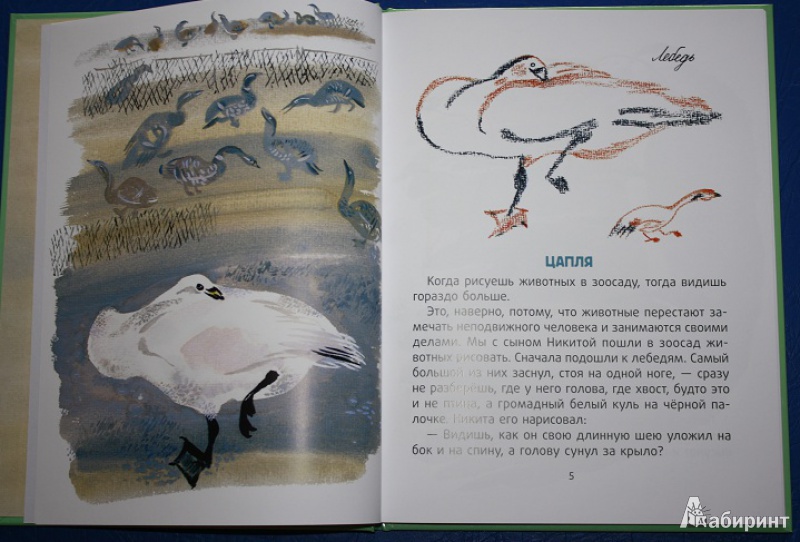 Иллюстрация 5 из 31 для В зоопарке - Евгений Чарушин | Лабиринт - книги. Источник: КНИЖНОЕ ДЕТСТВО