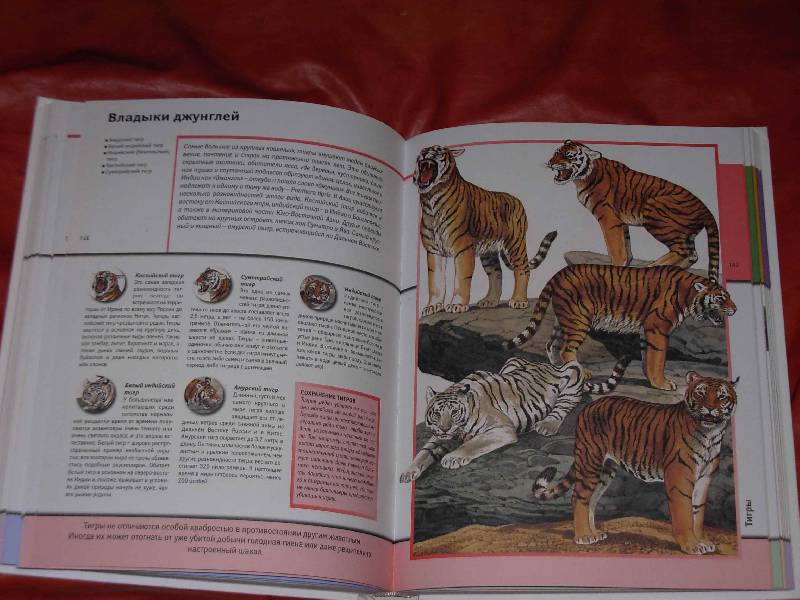 Иллюстрация 4 из 22 для Всемирная энциклопедия животных | Лабиринт - книги. Источник: ---Марго----