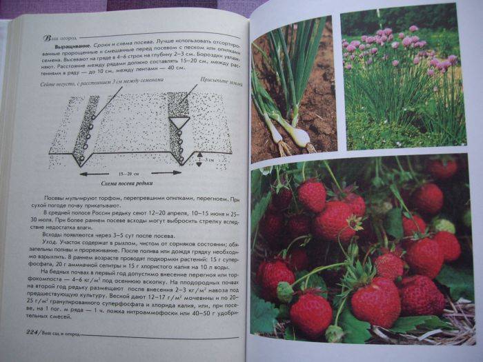 Иллюстрация 3 из 3 для Удачный сад, умный огород - Валентина Петрушкова | Лабиринт - книги. Источник: enotniydrug