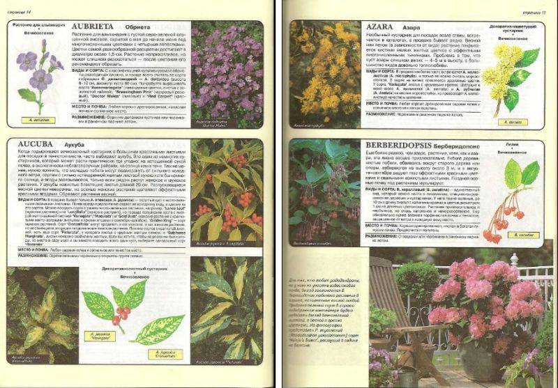 Иллюстрация 15 из 24 для Все о вечнозеленых растениях - Дэвид Хессайон | Лабиринт - книги. Источник: enotniydrug