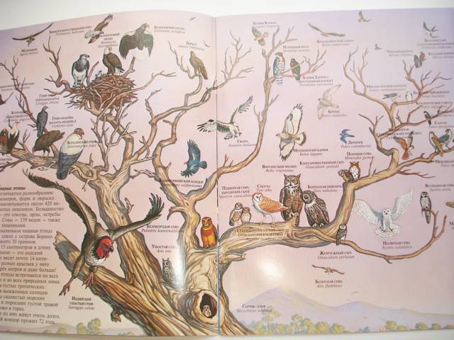 Иллюстрация 21 из 96 для Мир животных (17 книг в боксе) | Лабиринт - книги. Источник: Осьминожка