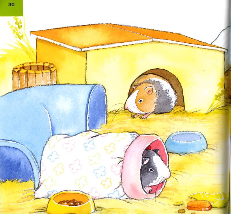 Иллюстрация 10 из 10 для Твоя морская свинка. Уход за домашним любимцем - Алехандро Альгарра | Лабиринт - книги. Источник: Росинка