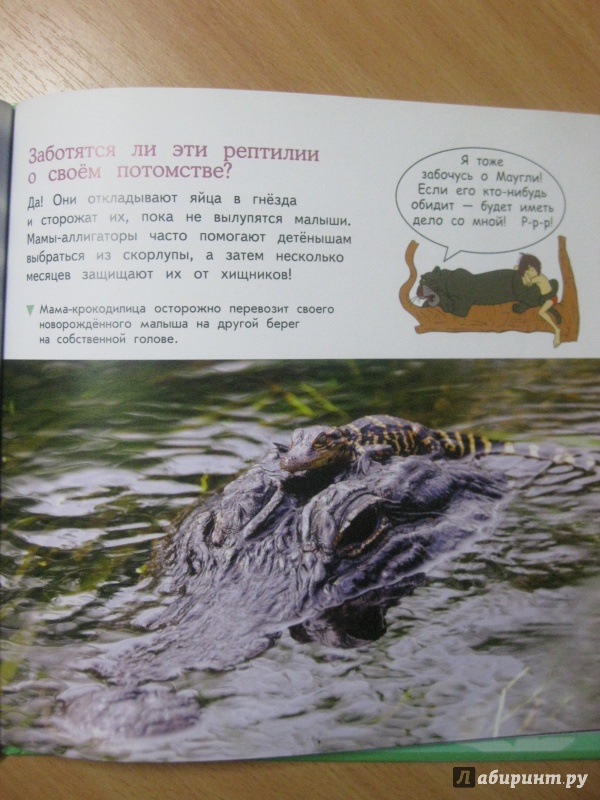 Иллюстрация 10 из 13 для Рептилии и амфибии | Лабиринт - книги. Источник: Диана Арипова