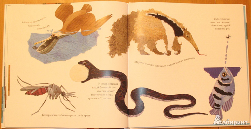 Иллюстрация 17 из 39 для Про хвосты, носы и уши. Интересные факты о животных - Дженкинс, Пейдж | Лабиринт - книги. Источник: pazitif_f_fchik