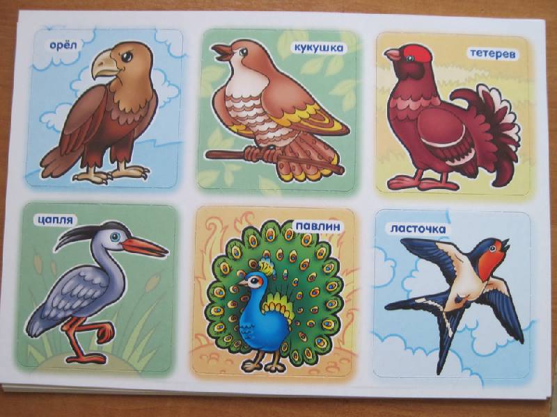 Иллюстрация 6 из 18 для Развивающая игра-лото для детей 3-5 лет "Птицы" (05262) | Лабиринт - игрушки. Источник: elue