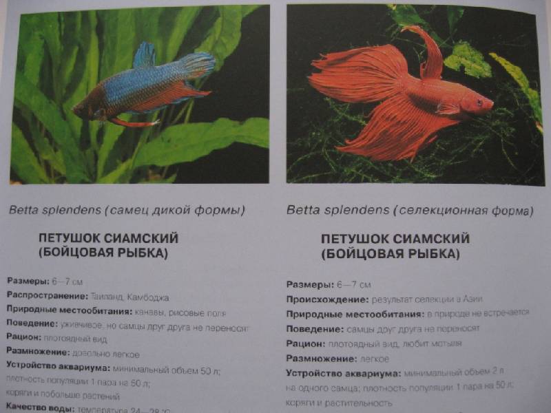 Иллюстрация 7 из 25 для Рыбы и аквариумы: Самые красивые аквариумы и их обитатели | Лабиринт - книги. Источник: ixora