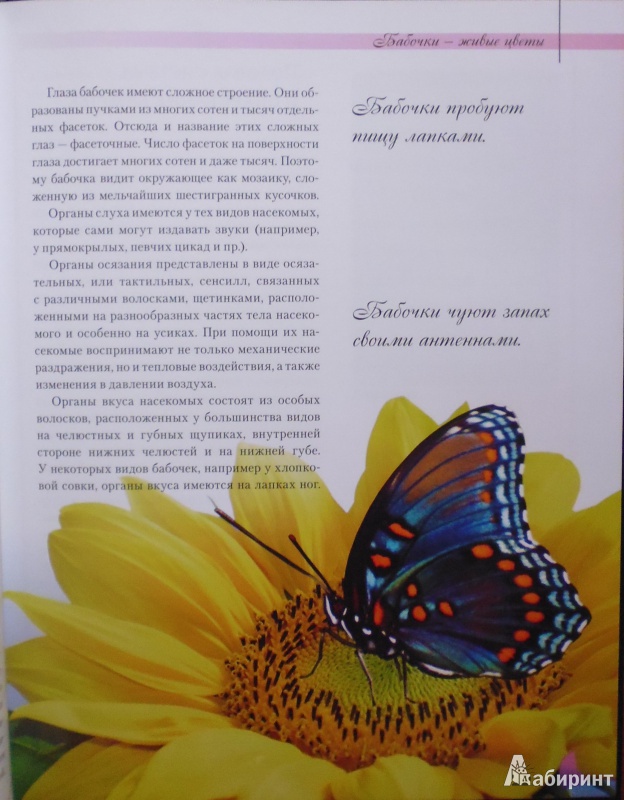 Иллюстрация 5 из 6 для Бабочки - сказочные создания - Екатерина Шейкина | Лабиринт - книги. Источник: Комаров Владимир