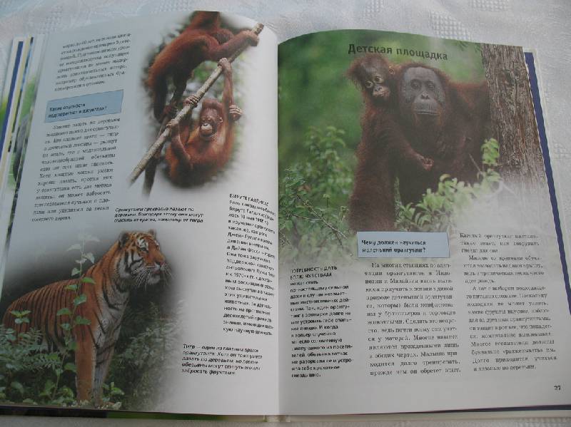 Иллюстрация 26 из 28 для Человекообразные обезьяны - Витус Дрешер | Лабиринт - книги. Источник: tayana
