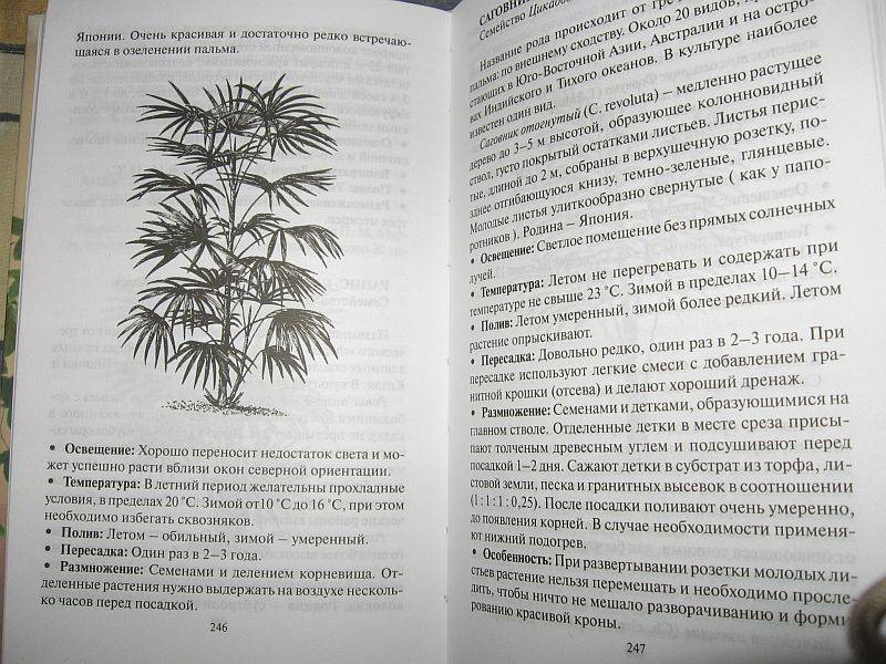 Иллюстрация 11 из 11 для Все о комнатных растениях - Борис Головкин | Лабиринт - книги. Источник: rizik