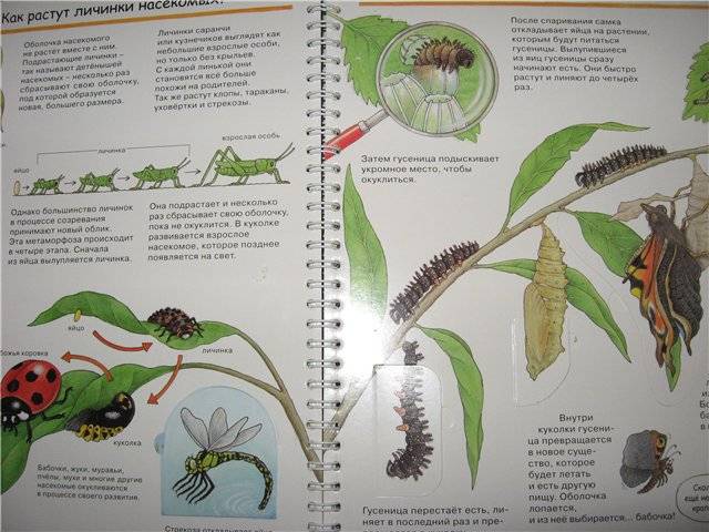 Иллюстрация 40 из 41 для Кто такие насекомые - Ангела Вайнхольд | Лабиринт - книги. Источник: Лёвка