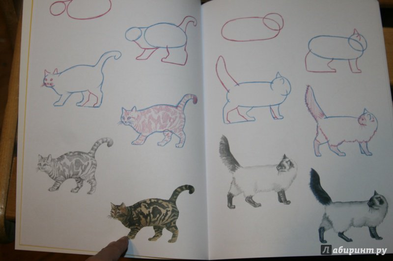 Иллюстрация 6 из 25 для Как нарисовать кошек? Просто! - Полли Пиндер | Лабиринт - книги. Источник: Кабанова  Ксения Викторовна