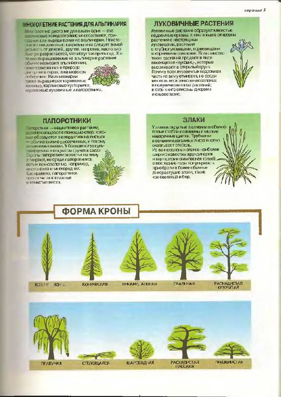 Иллюстрация 12 из 24 для Все о вечнозеленых растениях - Дэвид Хессайон | Лабиринт - книги. Источник: Кнопа2