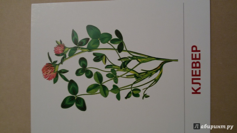 Иллюстрация 14 из 32 для Раздаточные карточки "Цветы полевые" (16 карточек) | Лабиринт - книги. Источник: Людочка