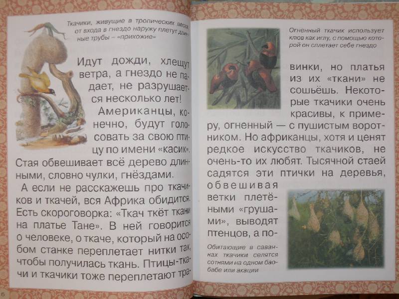 Иллюстрация 4 из 20 для Гнезда, норки, домики - Инна Гамазкова | Лабиринт - книги. Источник: Аврора