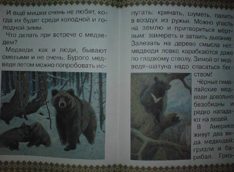 Иллюстрация 25 из 41 для Косолапые истории. Все о медведях - Екатерина Малинина | Лабиринт - книги. Источник: Настёна