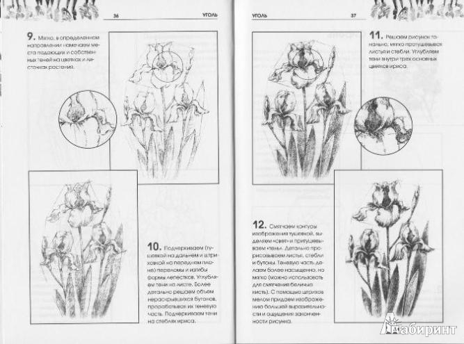 Иллюстрация 6 из 16 для Рисуем растения - Валентина Пенова | Лабиринт - книги. Источник: Низамутдинова  Олия