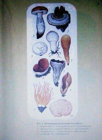 Иллюстрация 2 из 33 для Большой определитель грибов - Александр Юдин | Лабиринт - книги. Источник: Panty