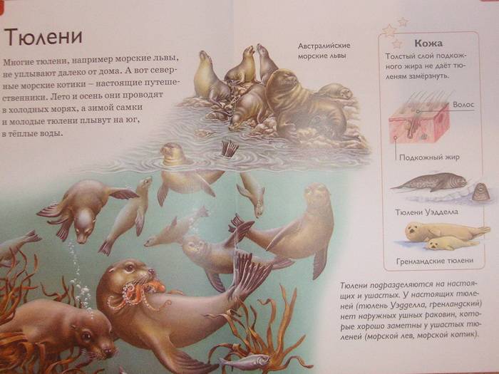 Иллюстрация 6 из 20 для Миграции животных - Роберт Коуп | Лабиринт - книги. Источник: Бойкова  Светланка