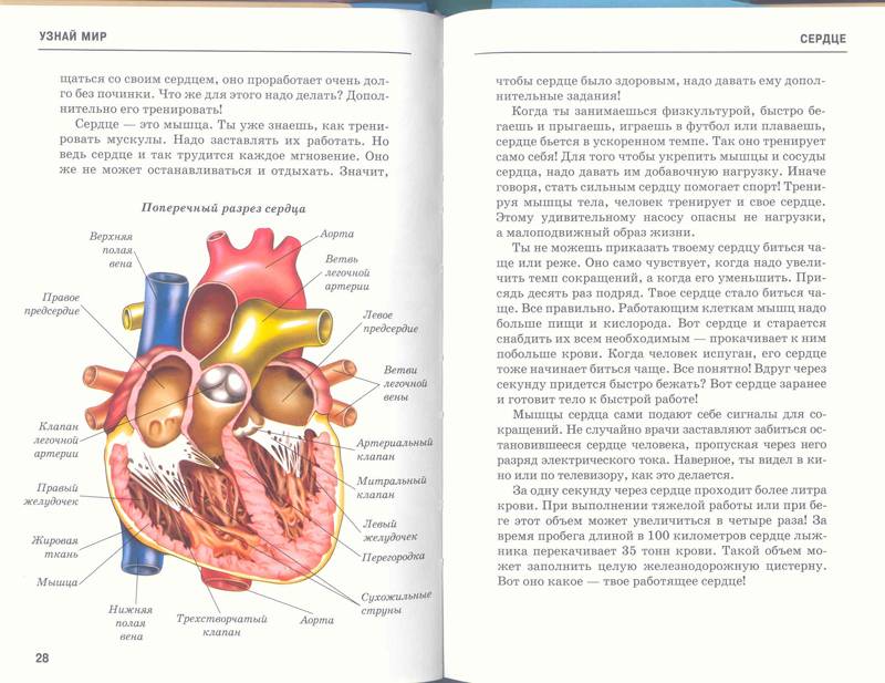 Иллюстрация 45 из 47 для Анатомия человека - Сергей Афонькин | Лабиринт - книги. Источник: Бетельгейзе