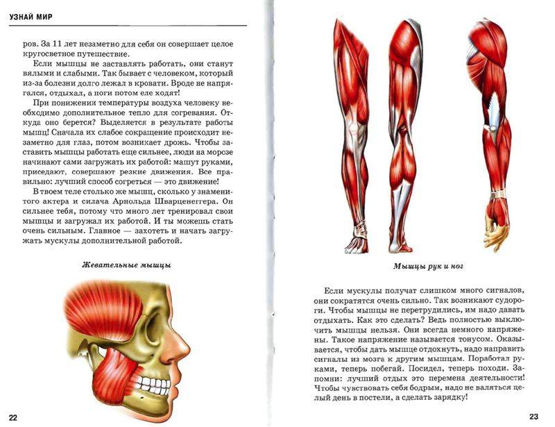 Иллюстрация 17 из 47 для Анатомия человека - Сергей Афонькин | Лабиринт - книги. Источник: Юта
