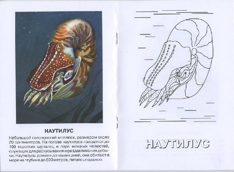 Иллюстрация 2 из 4 для Эндрюзархус. Кайнозойская эра. Палеогеновый период | Лабиринт - книги. Источник: Pallada