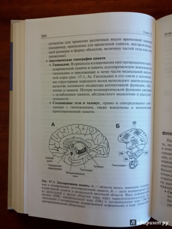Иллюстрация 36 из 52 для Нормальная физиология. Учебник (+CD) - Ратмир Орлов | Лабиринт - книги. Источник: olegiv