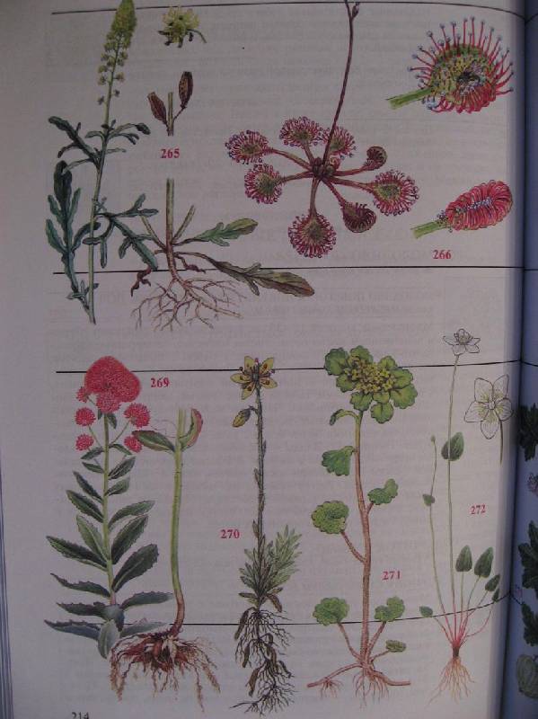 Иллюстрация 23 из 34 для Популярный атлас-определитель. Дикорастущие растения - Новиков, Губанов | Лабиринт - книги. Источник: Krofa