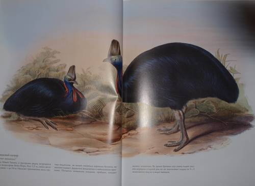 Иллюстрация 22 из 51 для Птицы Австралии (в футляре) - Джон Гульд | Лабиринт - книги. Источник: Наталья Бухтиярова