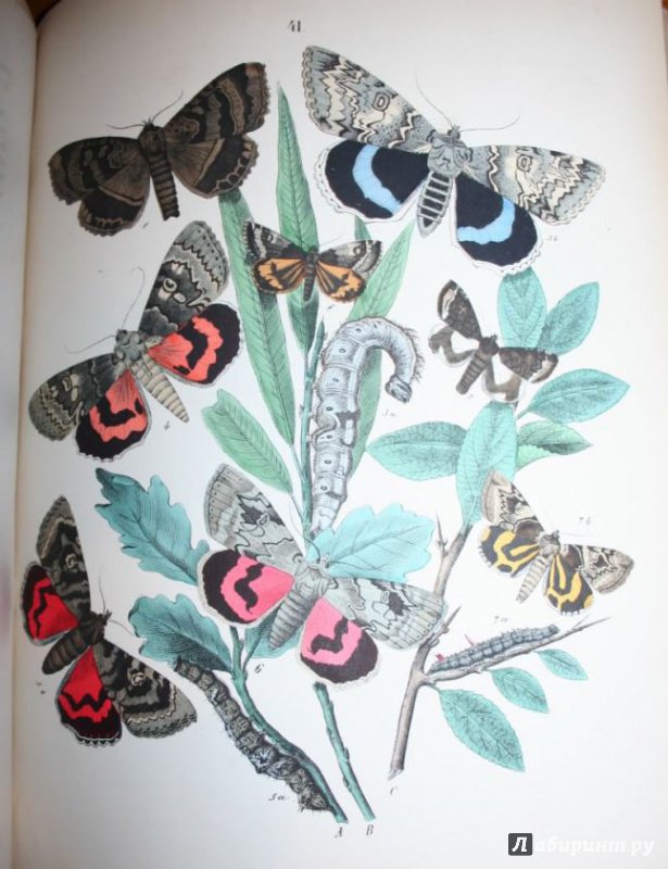 Иллюстрация 14 из 15 для Бабочки Европы | Лабиринт - книги. Источник: Алекс