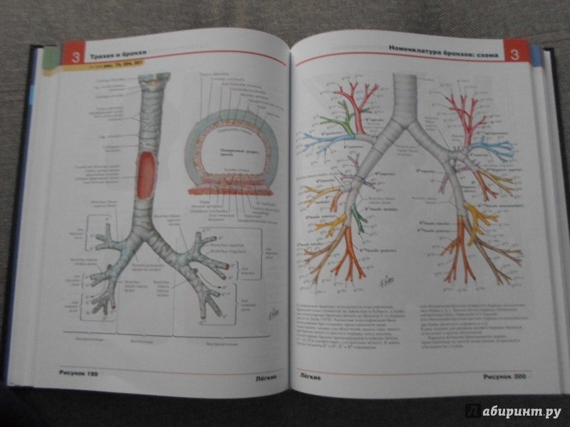 Иллюстрация 24 из 50 для Атлас анатомии человека - Фрэнк Неттер | Лабиринт - книги. Источник: Доктор Сон