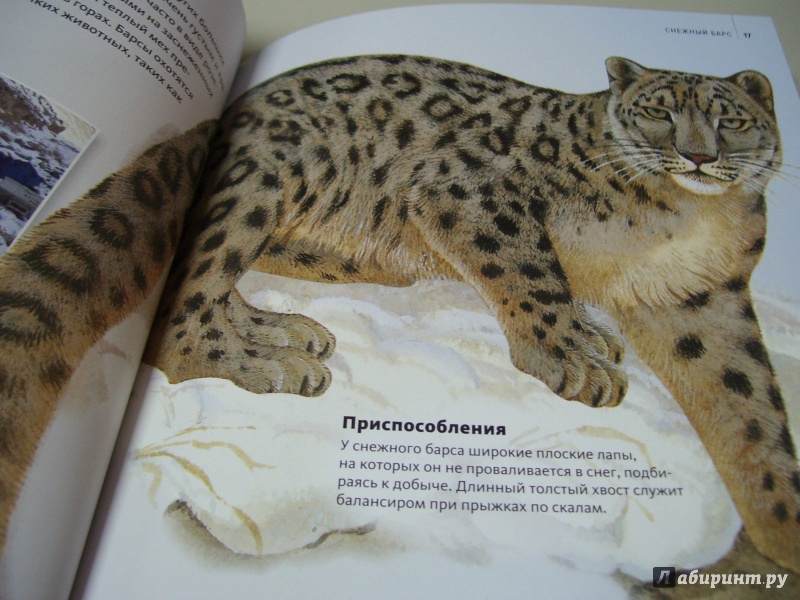 Иллюстрация 12 из 18 для Дикие кошки | Лабиринт - книги. Источник: КошкаПолосатая