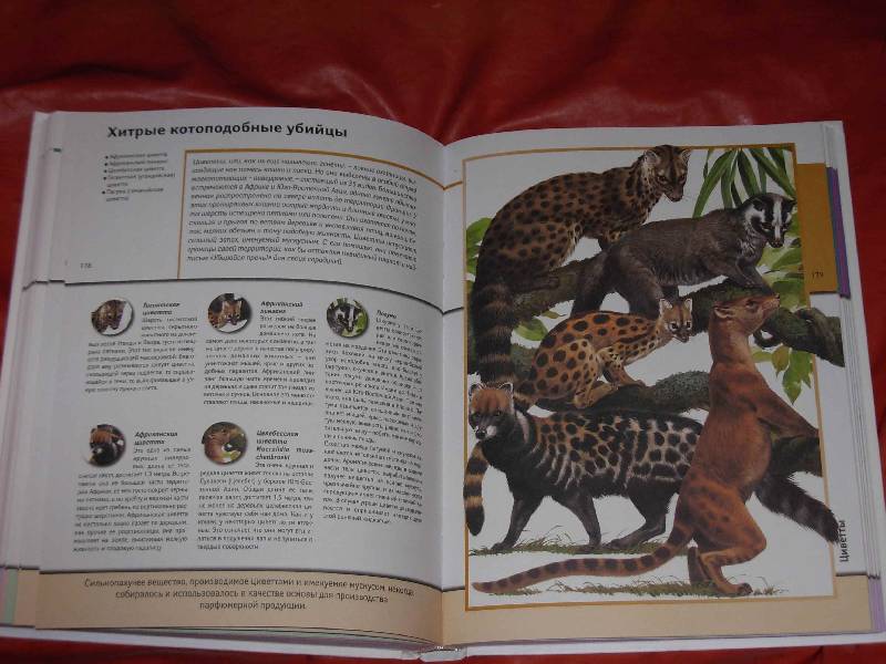 Иллюстрация 5 из 22 для Всемирная энциклопедия животных | Лабиринт - книги. Источник: ---Марго----
