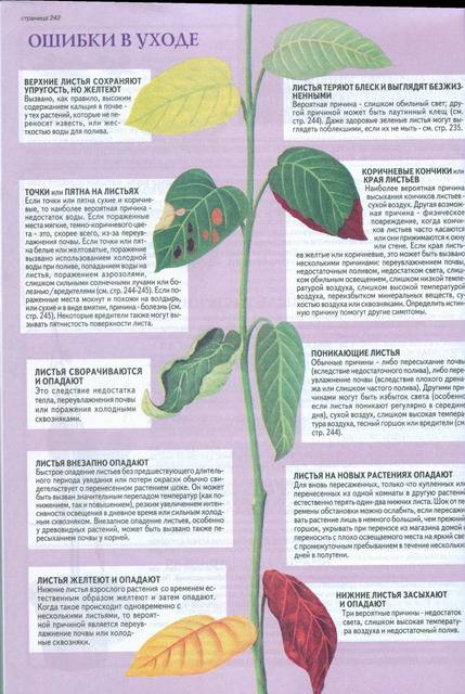 Иллюстрация 2 из 7 для Все о комнатных растениях - Дэвид Хессайон | Лабиринт - книги. Источник: Panterra