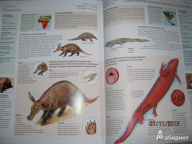 Иллюстрация 11 из 27 для Мегаэнциклопедия. Животные | Лабиринт - книги. Источник: Евгения39