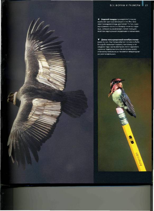Иллюстрация 24 из 56 для В мире птиц. Энциклопедия - Джоанна Бургер | Лабиринт - книги. Источник: Лулу