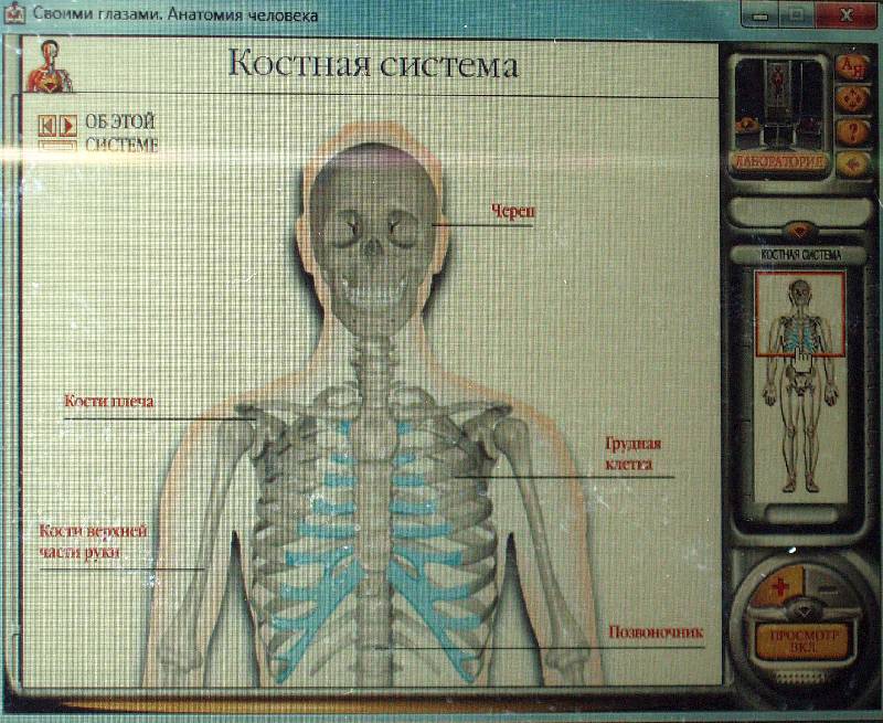Иллюстрация 8 из 9 для Анатомия человека (CDpc) | Лабиринт - . Источник: Черезова  Светлана Васильевна