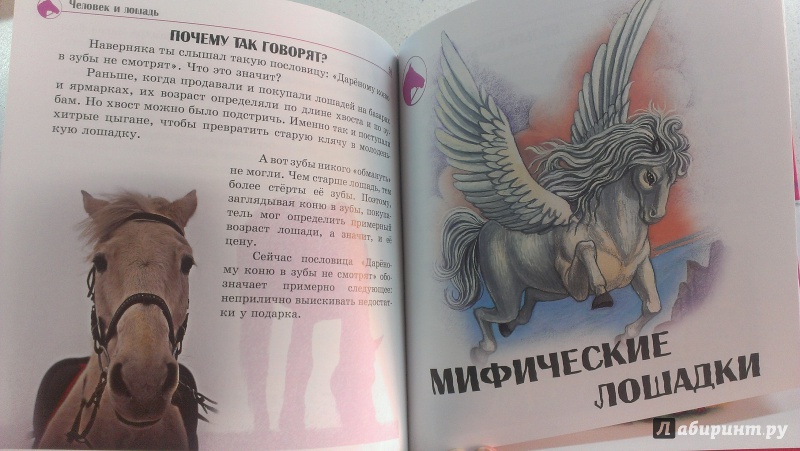 Иллюстрация 15 из 18 для Самое интересное о... лошадях | Лабиринт - книги. Источник: Арта  Елена