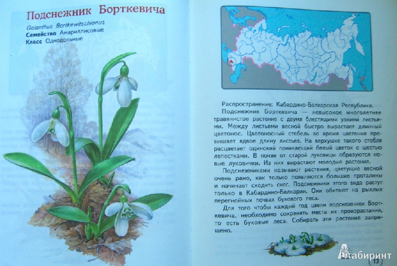 Иллюстрация 5 из 5 для Растения из Красной книги России - Сивоглазов, Козлова | Лабиринт - книги. Источник: Байрамчик