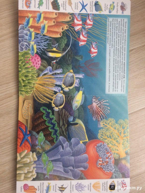 Иллюстрация 13 из 13 для Животные и растения морей и океанов | Лабиринт - книги. Источник: Сурыгина  Ирина