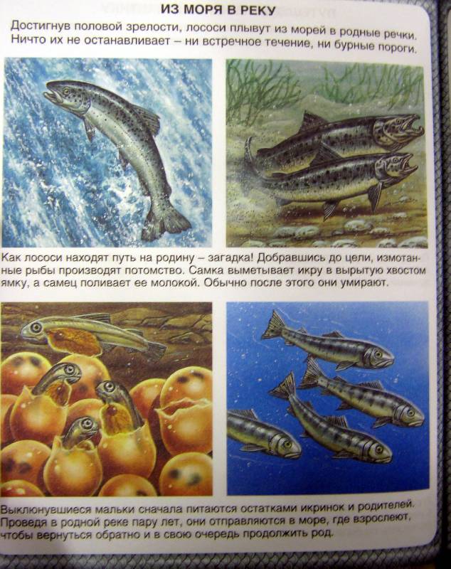 Иллюстрация 21 из 24 для Животные-рекордсмены - Эмили Бомон | Лабиринт - книги. Источник: Спанч Боб