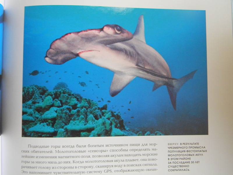Иллюстрация 13 из 21 для Океаны. Тайны подводного мира - Роуз, Лейкинг | Лабиринт - книги. Источник: Dancing Angel