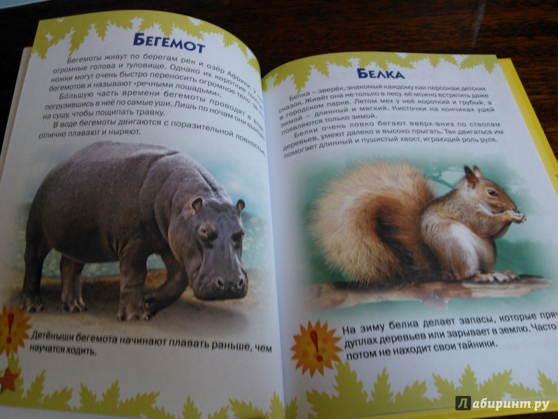 Иллюстрация 6 из 51 для Атлас животных для малышей - Татьяна Комзалова | Лабиринт - книги. Источник: Вероника Руднева