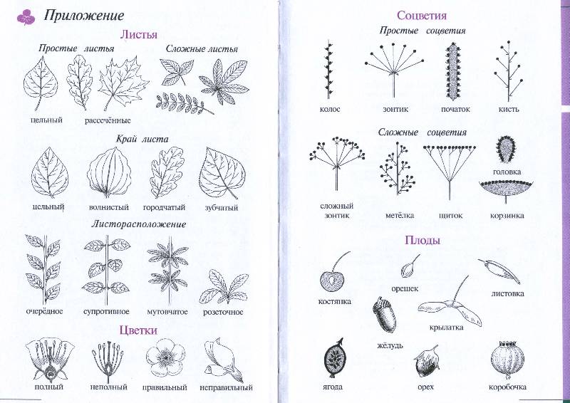 Иллюстрация 6 из 14 для Атлас: Растения водоема (7932) - Козлова, Сивоглазов | Лабиринт - книги. Источник: РИВА