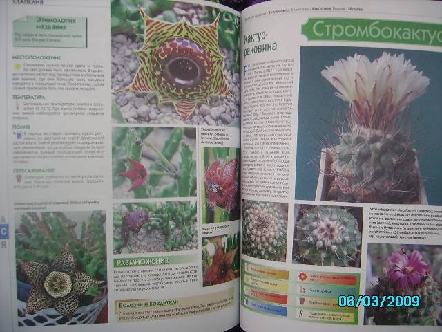 Иллюстрация 8 из 12 для Самая полная энциклопедия комнатных растений | Лабиринт - книги. Источник: Звездочка