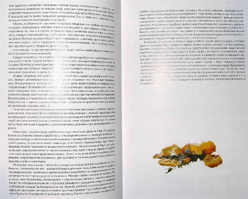 Иллюстрация 16 из 22 для Все о грибах - Пелле Янсен | Лабиринт - книги. Источник: Rocio