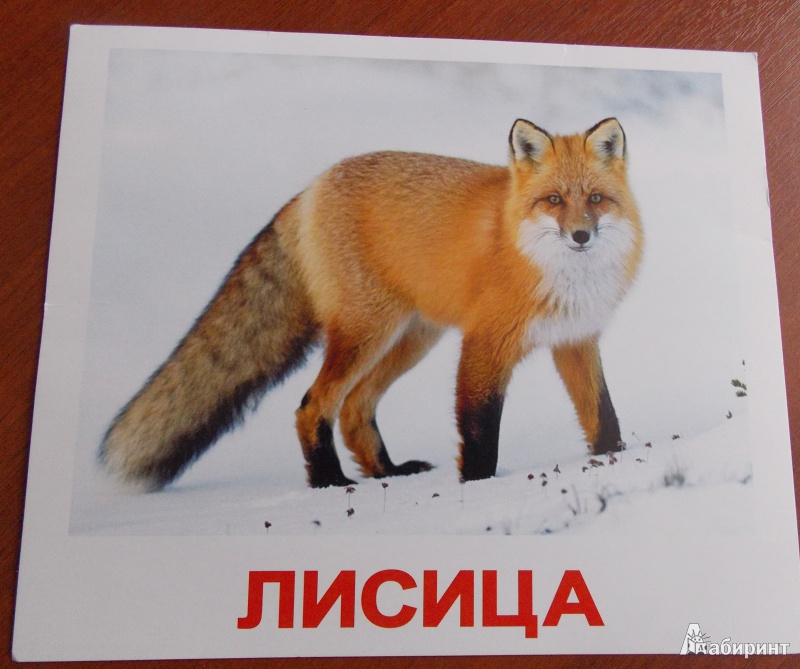 Иллюстрация 11 из 27 для Комплект карточек "Дикие животные" (16,5х19,5 см) - Носова, Епанова | Лабиринт - игрушки. Источник: Sweet mama