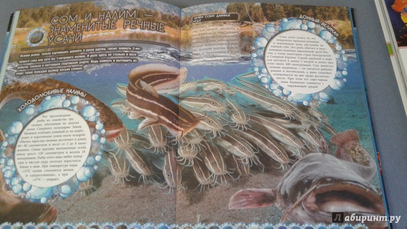 Иллюстрация 5 из 15 для Обитатели морей и океанов - Дмитрий Кошевар | Лабиринт - книги. Источник: Кузьминова  Екатерина