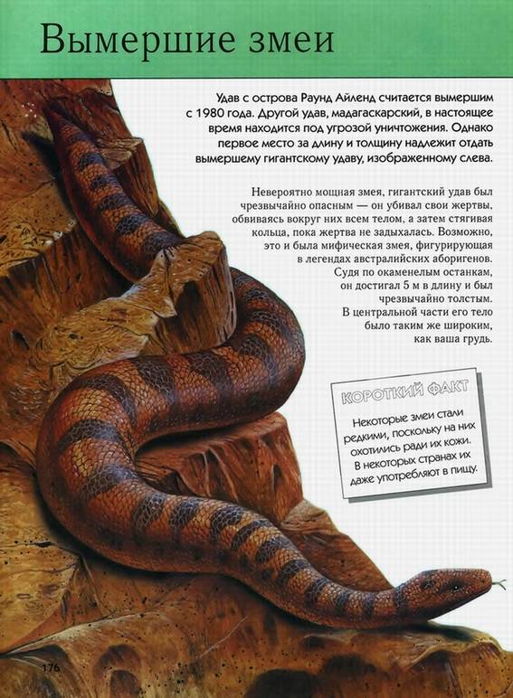 Иллюстрация 29 из 58 для Вымершие животные. Полная энциклопедия | Лабиринт - книги. Источник: Panterra